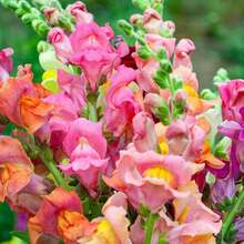 30 Semi Di Loto Misti Per Vasca – Non OGM, Per Coltivazione In Casa, Giardino O Esterno, Fiori Colorati