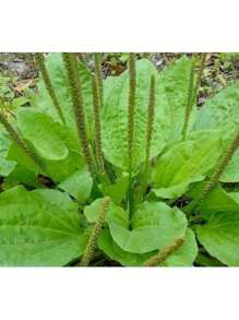 Gift 500pcs PLANTAIN SEEDS 300+ PLANTAGO MAJOR Herb GARDEN Perennial TEAS FREE SHIPPING
