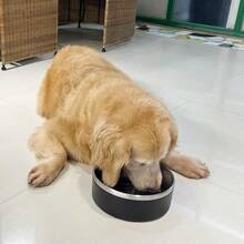 Stainl Steel Dog Bowls Metal Dog Bowls Water Bowl For Dogs Dog Food Bowls Pet Bowls For Dogs Dog Dish For Large Dogs Insulated Dog Bowl Non Slip Dog Bowl Easy To Clean 40oz Black - 黑色 - 查看 6