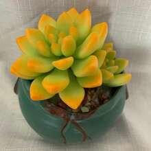 CENOCA Live Succulent Sedum Adolphi 'Golden Glow' – 2" Pot - Easy-Care Sun-Loving Plant For Indoor & Outdoor Décor - Orange - View 4