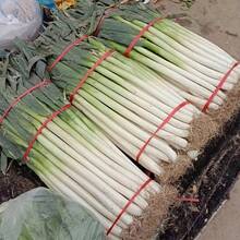 Easy To Grow High Germination Rate 200 Iron Rod Green Onion Seeds - High Yield, Cold Resistant, Super Disease Resistant For Four Seasons Planting