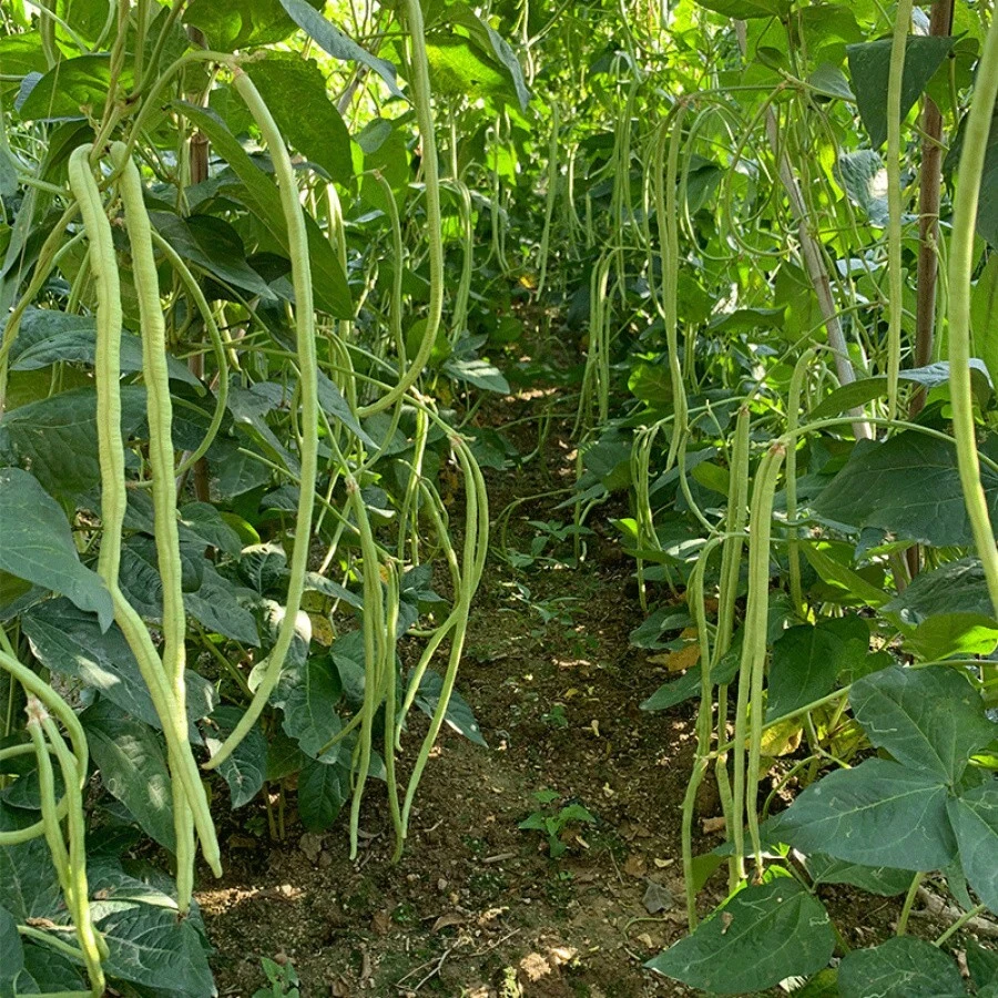 Flower Seeds 20+ Yard Long Bean Seeds Asian Vegetable Long Bean String ...