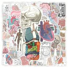 106/53片人体解剖贴纸 - 医学插图，标注器官、肌肉和骨骼 - PVC自粘光面贴纸，适用于学校、办公室、教室装饰 - 教育医学艺术，不对称形状，色彩鲜艳，返校用品 - 彩色 - 查看 3