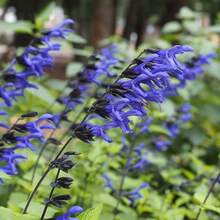CHUXAY GARDEN Guaranitica Has 300 "Black And Blue" Seeds, Beautiful Blue Herbaceous Plants Bloom, Courtyard Flowers Add Decorative Appeal - 300pcs - View 1