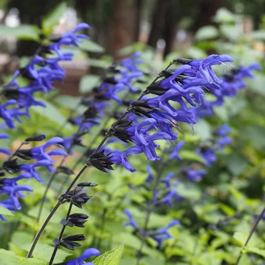 CHUXAY GARDEN Guaranitica Has 300 "Black And Blue" Seeds, Beautiful Blue Herbaceous Plants Bloom, Courtyard Flowers Add Decorative Appeal - 300pcs - View 1