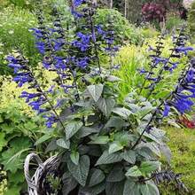 CHUXAY GARDEN Guaranitica Has 300 "Black And Blue" Seeds, Beautiful Blue Herbaceous Plants Bloom, Courtyard Flowers Add Decorative Appeal - 300pcs - View 2
