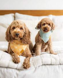 Remy+Roo Large Spring Dog Bandanas - 4 Pack Katherine Set |   Premium Durable Adjustable Polyester Fabric Dog Scarfs |   Patented Shape Dog Bandana,  Pattrens, Floral Dog BandanaChristmas - Cực lớn - Xem 3