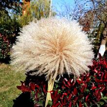 20/30 piezas Ramo de Hierba de las Pampas Seca, Flores Blancas, Ramo de Estilo Bohemio para Decoración del Hogar, Flores Secas de Junco, Decoración de Habitación, Decoración del Hogar, Decoración de Dormitorio, Decoración de Boda, Suministros de Boda, Decoración de Oficina, Decoración de Cafetería, Regalo del Día de San Valentín | Halloween, Navidad, Decoraciones Navideñas, Decoración de Habitación, Decoración de Dormitorio, Regalo