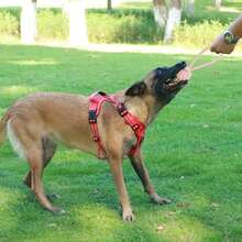 宠物咀嚼玩具 - 耐用绳结球、拔河互动狗玩具、宠物咀嚼玩具、宠物训练用品