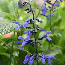 CHUXAY GARDEN Guaranitica Has 300 "Black And Blue" Seeds, Beautiful Blue Herbaceous Plants Bloom, Courtyard Flowers Add Decorative Appeal - 300pcs - View 4