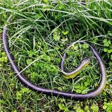 2025 New Hot Selling 1pc TPR Soft Rubber Fake Snake Realistic Toy, Prank Gag Gift, Decoration, Halloween, Birthday, Easter, Novelty, Animal Model