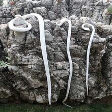 逼真的超长绿蛇/白蛇/微型黑蛇，软橡胶巨型白蛇，软橡胶巨型绿蛇，恶作剧蛇，恶作剧逼真眼镜蛇，恶作剧小玩意，超长逼真蛇，眼镜蛇模型，生日礼物，礼品，玩具 - 彩色 - 查看 9