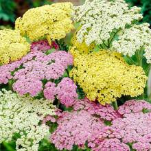 1500+ Perennial Achillea Ptarmica Sheepflower Pastel Garden Flower Seeds For Planting - Starry Accents For Your Garden