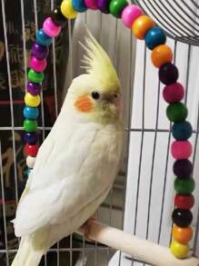 1 pièce/2 pièces Jouet à bascule coloré avec cloche pour cage d'oiseau de compagnie, nid. Jouets à suspendre de hamac aux couleurs assorties pour divertir les animaux de compagnie