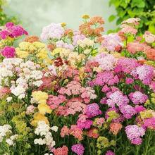 1500+ Perennial Achillea Ptarmica Sheepflower Pastel Garden Flower Seeds For Planting - Starry Accents For Your Garden