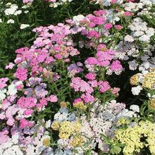 1500+ Perennial Achillea Ptarmica Sheepflower Pastel Garden Flower Seeds For Planting - Starry Accents For Your Garden
