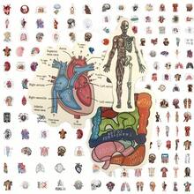 106/53片人体解剖贴纸 - 医学插图，标注器官、肌肉和骨骼 - PVC自粘光面贴纸，适用于学校、办公室、教室装饰 - 教育医学艺术，不对称形状，色彩鲜艳，返校用品 - 彩色 - 查看 2