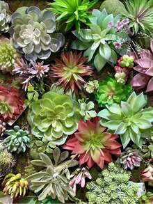 Set de 12 piezas/2 sets de Macetas de madera rectangulares con plantas suculentas artificiales, decoración para centro de mesa, decoración de alféizar de ventana, una variedad de plantas realistas sin maceta, textura de plástico realista de tallos de cactus y suculentas para decoración del hogar, decoración de eventos y fiestas, regalos para el Día de la Madre, cumpleaños y graduación (color aleatorio) - Multicolor - Ver 5