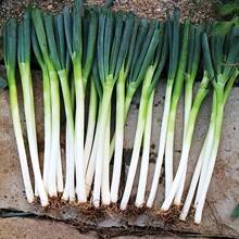 Easy To Grow High Germination Rate 200 Iron Rod Green Onion Seeds - High Yield, Cold Resistant, Super Disease Resistant For Four Seasons Planting