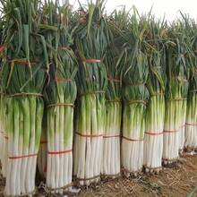 Easy To Grow High Germination Rate 200 Iron Rod Green Onion Seeds - High Yield, Cold Resistant, Super Disease Resistant For Four Seasons Planting