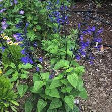 CHUXAY GARDEN Guaranitica Has 300 "Black And Blue" Seeds, Beautiful Blue Herbaceous Plants Bloom, Courtyard Flowers Add Decorative Appeal - 300pcs - View 3