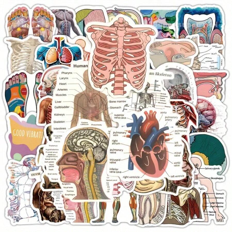 106/53片人体解剖贴纸 - 医学插图，标注器官、肌肉和骨骼 - PVC自粘光面贴纸，适用于学校、办公室、教室装饰 - 教育医学艺术，不对称形状，色彩鲜艳，返校用品 - 彩色 - 查看 1