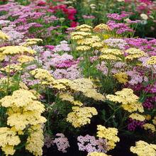 1500+ Perennial Achillea Ptarmica Sheepflower Pastel Garden Flower Seeds For Planting - Starry Accents For Your Garden