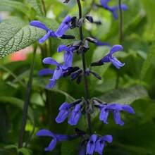 CHUXAY GARDEN Guaranitica Has 300 "Black And Blue" Seeds, Beautiful Blue Herbaceous Plants Bloom, Courtyard Flowers Add Decorative Appeal - 300pcs - View 6