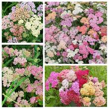 1500+ Perennial Achillea Ptarmica Sheepflower Pastel Garden Flower Seeds For Planting - Starry Accents For Your Garden