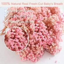 Set da 75 pezzi Gypsophila (5 mazzi, 15 cm) di colore rosa sempre verde, adatto per composizioni in vaso, foto, matrimonio, Natale, San Valentino, DIY, scatole regalo, decorazione di cartoline, spille, collane, candele, festa di nascità, decorazione in stile rustico, steli pieghevoli
