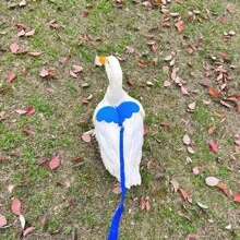 1pc Summer Outdoor Leash For Pets, Angel Wing Design Anti-Lost Pet Outdoor Traction Rope, Practical And Lightweight, Suitable For Ducks, Chickens, Rabbits, Guinea Pigs, Cats, Dogs And Other Medium/Small Pets, Pet Accessories