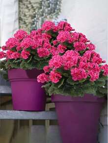 4 peças de gerânios artificiais vibrantes, buquês de begônias simuladas, arbustos de flores artificiais de plástico, decoração de casa em estilo nórdico, adequados para decoração de casamento, jardins internos e externos, pátios, varandas, terraços, decoração de vasos de flores suspensos | Plantas de baixa manutenção | Decorações de flores sazonais | Plantas artificiais para áreas externas | Decoração de Natal