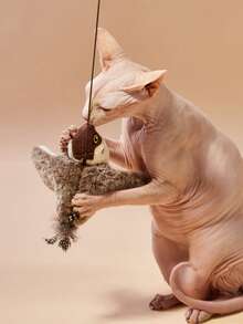 PETSIN 宠物追逐玩具，带自动摇动和翅膀拍打功能的电动鸣叫鸟玩具，猫玩具，宠物用品，小猫产品 - 不可飞行 - 彩色 - 查看 3