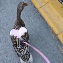 1pc Summer Outdoor Leash For Pets, Angel Wing Design Anti-Lost Pet Outdoor Traction Rope, Practical And Lightweight, Suitable For Ducks, Chickens, Rabbits, Guinea Pigs, Cats, Dogs And Other Medium/Small Pets, Pet Accessories