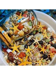 400pcs Natural Seashell Sea Snail 6 Types Tiny Sea Shells Specimen (Includes 1 Glass Jar) - Multicolor - View 6