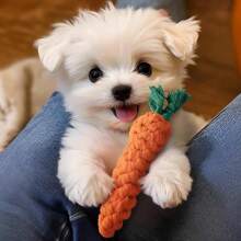1pc Pet Toys Non-Bite Toy Ball Plush Dog Toy Self-Entertainment Teeth Grinding Puppy Cross-Border Dog Toy