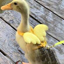 1pc Summer Outdoor Leash For Pets, Angel Wing Design Anti-Lost Pet Outdoor Traction Rope, Practical And Lightweight, Suitable For Ducks, Chickens, Rabbits, Guinea Pigs, Cats, Dogs And Other Medium/Small Pets, Pet Accessories