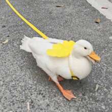 1pc Summer Outdoor Leash For Pets, Angel Wing Design Anti-Lost Pet Outdoor Traction Rope, Practical And Lightweight, Suitable For Ducks, Chickens, Rabbits, Guinea Pigs, Cats, Dogs And Other Medium/Small Pets, Pet Accessories
