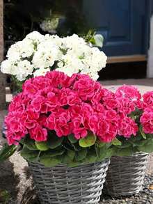 4 peças de gerânios artificiais vibrantes, buquês de begônias simuladas, arbustos de flores artificiais de plástico, decoração de casa em estilo nórdico, adequados para decoração de casamento, jardins internos e externos, pátios, varandas, terraços, decoração de vasos de flores suspensos | Plantas de baixa manutenção | Decorações de flores sazonais | Plantas artificiais para áreas externas | Decoração de Natal