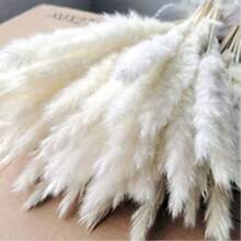 10 pezzi di Erba di pampas utilizzata per matrimoni, decorazioni per la casa, bagno, ufficio, cucina, decorazione da tavolo. Regali di compleanno, laurea, decorazioni autunnali