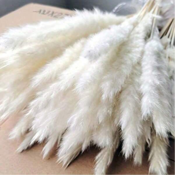 10 pezzi di Erba di pampas utilizzata per matrimoni, decorazioni per la casa, bagno, ufficio, cucina, decorazione da tavolo. Regali di compleanno, laurea, decorazioni autunnali