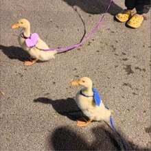 1pc Summer Outdoor Leash For Pets, Angel Wing Design Anti-Lost Pet Outdoor Traction Rope, Practical And Lightweight, Suitable For Ducks, Chickens, Rabbits, Guinea Pigs, Cats, Dogs And Other Medium/Small Pets, Pet Accessories