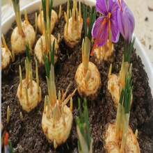 Saffron Crocus Seeds – Grow Your Own Golden Spice!Heirloom Crocus Sativus Bulbs, Fragrant Purple Blooms, Easy Home Garden Herb - Grey - View 5