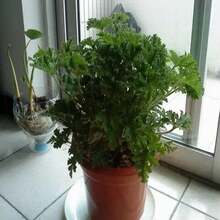 Citronella Seeds Mozzie Buster Mosquito Repellent Plant 50 Seeds (No Tracking#) - Grey - View 4