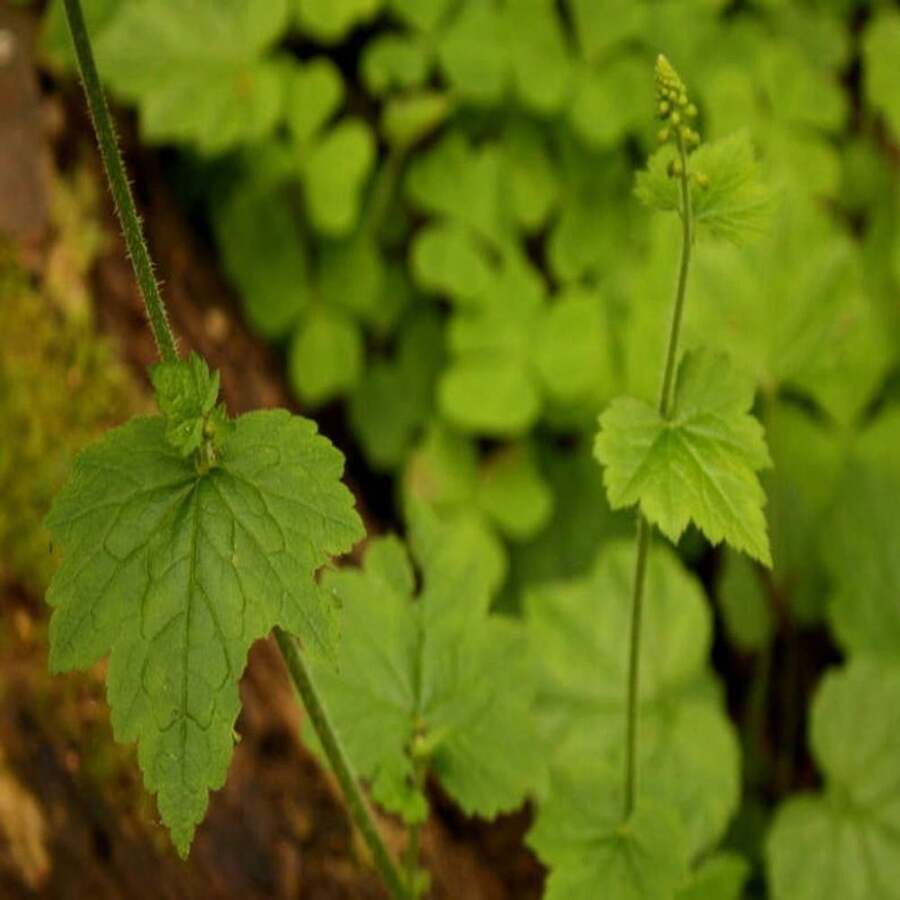 100 PIGGYBACK Plant YOUTH On AGE Tolmiea Thousand Mothers Menziesii Flower Seeds - Grey - View 1