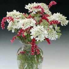 Orlaya Grandiflora White - 25 Seeds -Minoan Lace, White Lace - Ammi Majus - Grey - View 3
