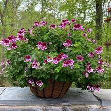 Free Extra 500 Seeds/Citronella Plant Seeds For Planting - 200 Citronella Geranium Seeds Non-GMO Citronella Plant Seeds Home Heirloom Garden Perennial Plant - 200pcs - View 4