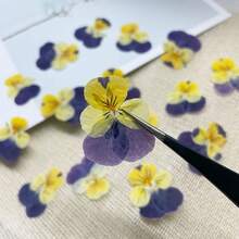 Un set de 100 de flori uscate, flori presate, flori de conservare pentru pachet de parfumuri DIY, recuzită foto pentru machiaj, umpluturi de rășină pentru unghii, semne de carte creative DIY, rame foto, confecționare de lumânări pentru aromaterapie, confecționare de săpun, huse de telefon, decor cu oglinzi etc. Decor creativ DIY pentru casă, cadouri de Ziua Îndrăgostiților, cadouri pentru petreceri, cadouri de ziua de naștere, cadouri de Anul Nou, cadouri de Crăciun. Flori uscate naturale. - Multicolor - Vizualizare 14