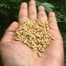 Semillas de arroz 100% natural de cultivo de paddy Oryza sativa de Ceilán - Gris - Ver 3