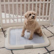 Pet Storage, White Puppy Pee Pad Holder For Dog Potty Training, Holds Pads 23" L X 22.75" W X 1.37" H, Blue